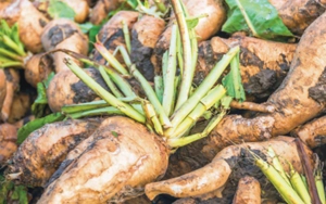 Inulin Fiber
